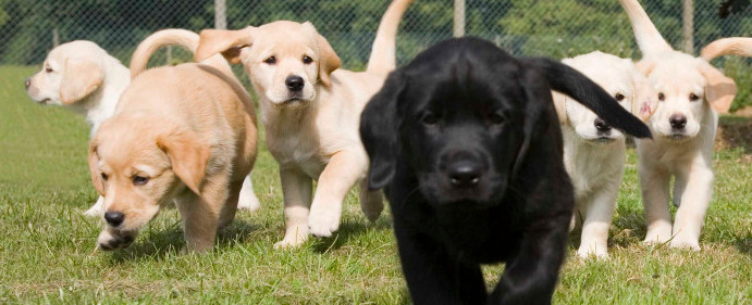 Puppy Training